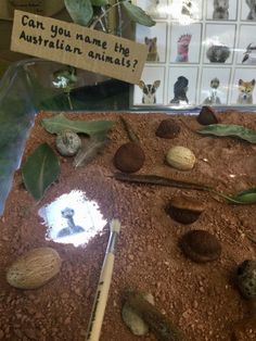 a display case filled with lots of different types of plants and animals on top of dirt