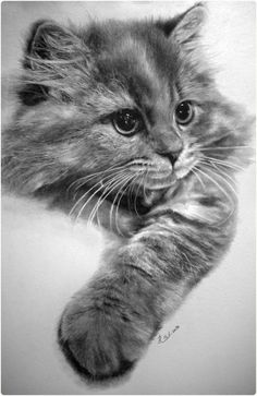 a black and white photo of a kitten