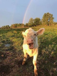 a white cow standing on top of a lush green field next to a rainbow in the sky