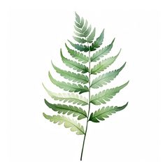 a close up of a green leaf on a white background