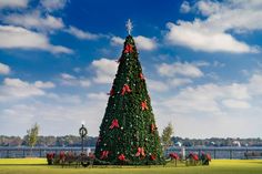 a large christmas tree in the middle of a park with red bows on it's top