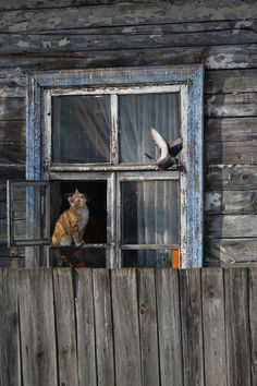 an orange and white cat sitting on top of a window sill next to a bird