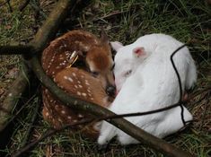 two baby deers cuddle together in the grass near some tree branches and twigs