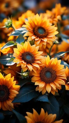 many yellow sunflowers with green leaves in the foreground