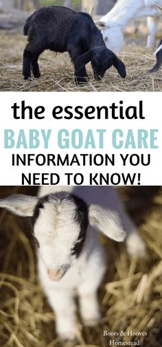 the essential baby goat care information you need to know