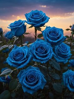 blue roses are blooming in the field at sunset