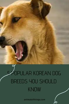 Koreans consume dogs, so it might be a bit confusing when we talk about Korean dog breeds.