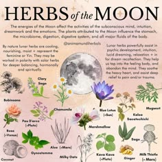 Learning Medicine, Gargoyle Character, Moon Herbs, Latin Spells, Spiritual Herbs, Moon Gardens, Deadly Plants, Mystic Garden, Alpha Waves