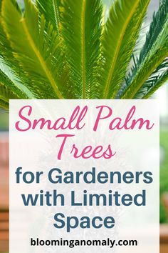 small palm trees with text overlay that reads small palm trees for gardeners with limited space