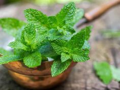 a small copper cup filled with fresh mint