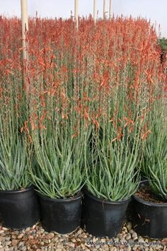 several potted plants with orange flowers in them