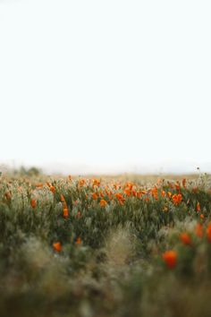 an open field with orange flowers in the foreground and white sky in the background