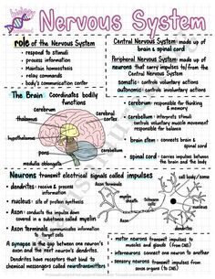 the nervous system is shown in this diagram, which shows its major functions and functions