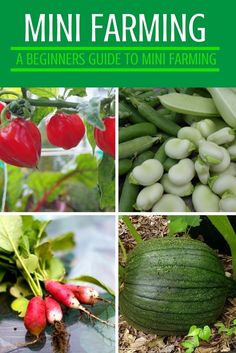 the cover of a book with pictures of vegetables and plants