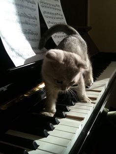 a small kitten is playing on the piano