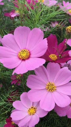 pink flowers with yellow center surrounded by green leaves