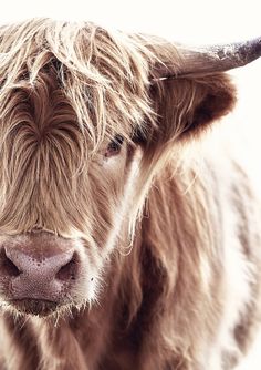 a brown cow with long horns standing in front of a white wall and looking at the camera