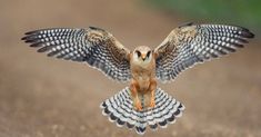 an owl spreads its wings on the ground