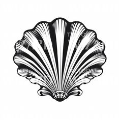 an illustration of a scallop shell in black and white