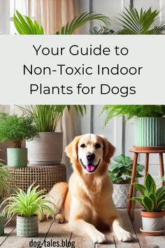 a dog sitting on the floor next to potted plants with text that reads your guide to non - toxic indoor plants for dogs