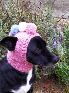 a black dog wearing a pink knitted hat with pompoms on it's head