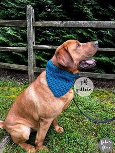 a brown dog wearing a blue knitted collar sitting on grass next to a fence