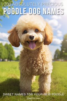 a small dog standing in the grass with its tongue out and it's mouth open