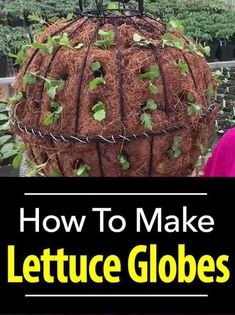 a woman standing next to a potted plant with the words how to make lettuce globes