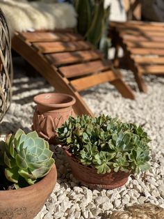 two potted plants sitting next to each other on top of gravel covered ground with wooden chairs in the background