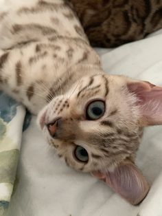 a cat laying on top of a bed next to another cat with it's tongue hanging out