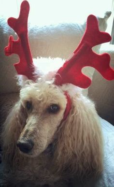 a dog with red antlers on its head