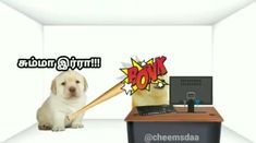 a dog is sitting next to a desk with a computer on it and the caption says boom