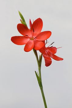 two red flowers with green stems against a gray sky