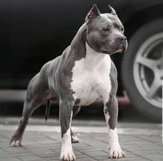 a gray and white dog standing next to a car on a brick road with it's front paws in the air