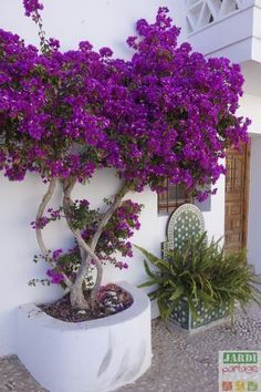 a potted plant with purple flowers in front of a building