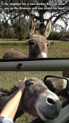 a donkey looking out the window of a car while being petted by its owner