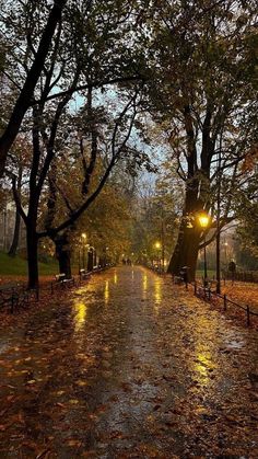 an empty park with benches and trees in the rain at night, illuminated by street lamps