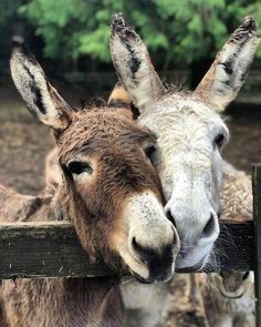 two donkeys looking over a fence at the camera