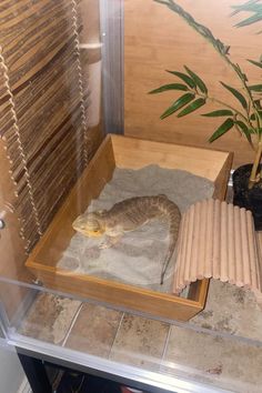 a large snake in a wooden box next to a potted plant