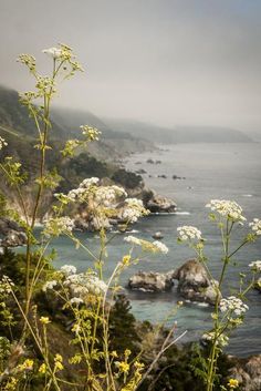 some white flowers and water on a foggy day