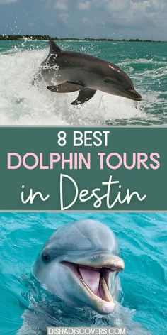 dolphins swimming in the ocean with text overlay that reads 8 best dolphin tours in destin