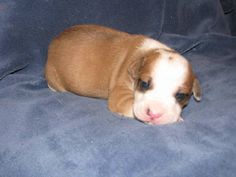 a brown and white puppy laying on top of a blue couch