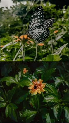 two butterflies are sitting on top of flowers