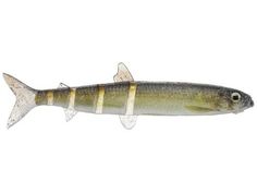 an image of a fish that is in the water on a white background with clippings