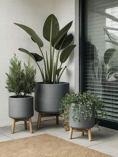 three potted plants sitting on top of each other