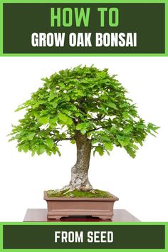 a bonsai tree with the words how to grow oak bonsai from seed