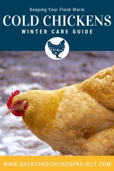 a close up of a chicken with the words cold chickens winter care guide on it