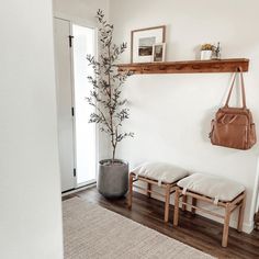 a white room with two wooden benches and a plant on the wall next to it