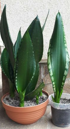 two potted plants sitting next to each other on top of a cement floor near a wall