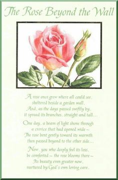 a pink rose with green leaves on it and the words, the rose beyond the wall